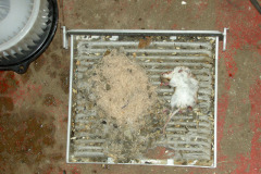 mouse-cabin-filter